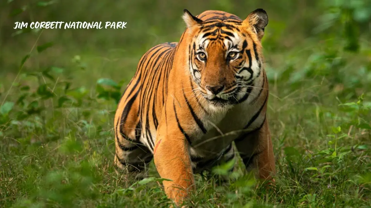 Jim Corbett National Park