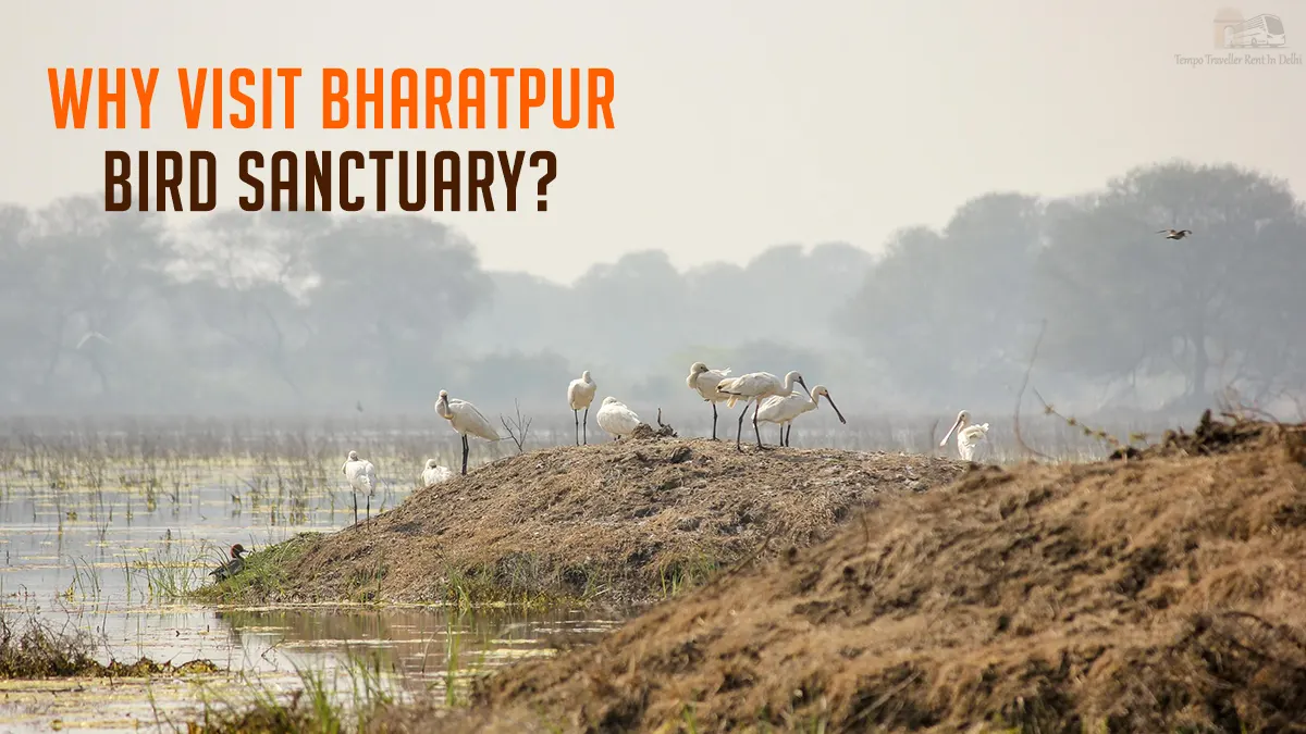Why Visit Bharatpur Bird Sanctuary? Why Visit Bharatpur Bird Sanctuary?